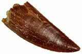 Serrated Raptor Tooth - Real Dinosaur Tooth #353348-1